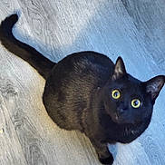 Tiana joined the competition — help win amazing prizes! black_cat, cat, close_up, curious, cute, domestic_cat, feline, fur, hardwood_floor, indoor, looking_up, paws, pet, playful, portrait, shadow, sitting, tail, whiskers, yellow_eyes