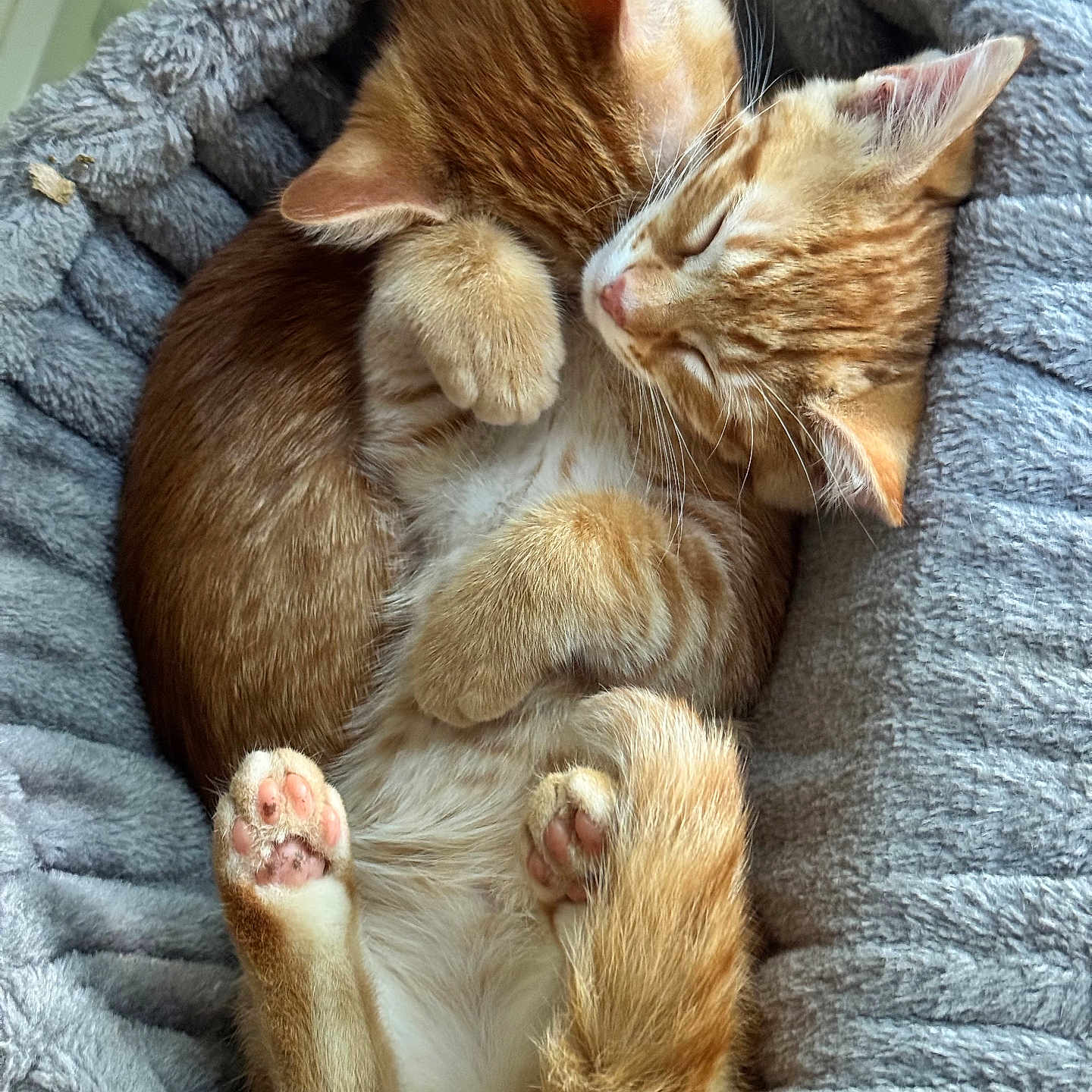 Phineas And Ferb is registered to the contest to win money with this photo: adorable, animal, cat, closeup, companion, cozy, cute, domestic_cat, fluffy, fur, ginger_cat, indoors, kitten, paws, pet_bed, relaxing, resting, sleeping, snuggling, soft