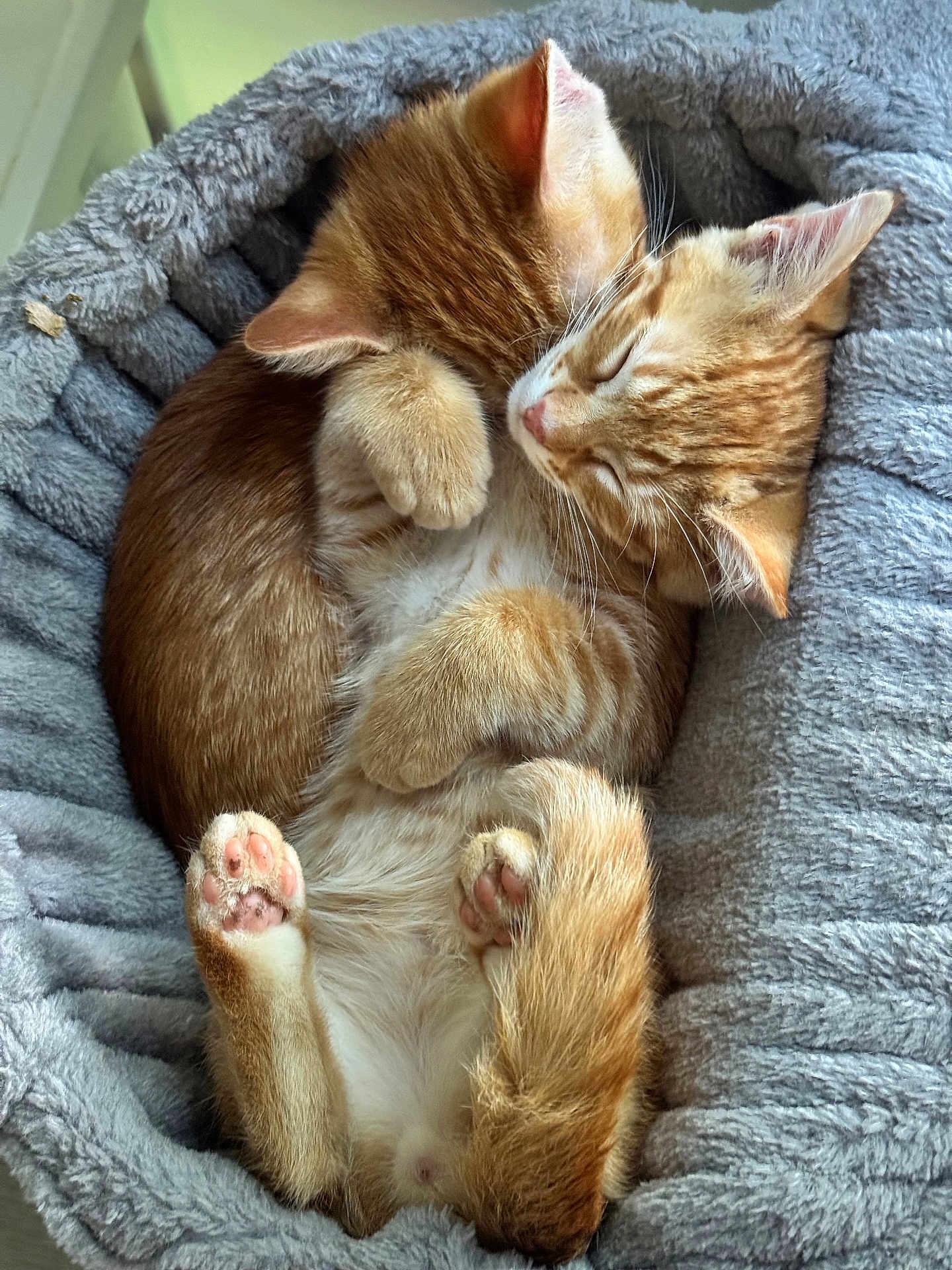 Phineas And Ferb is registered to the contest to win money with this photo: cat, kitten, ginger_cat, sleeping, pet_bed, cozy, fur, paws, cute, animal, domestic_cat, snuggling, resting, soft, indoors, closeup, fluffy, adorable, companion, relaxing