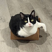 Luke is registered to the contest to win money with this photo: cat, tuxedo_cat, cardboard_box, hardwood_floor, pet, feline, green_eyes, looking_up, sitting, indoor, curious, whiskers, ears, paw, shadow, cute, domestic_animal, animal_portrait, flooring, box_furniture