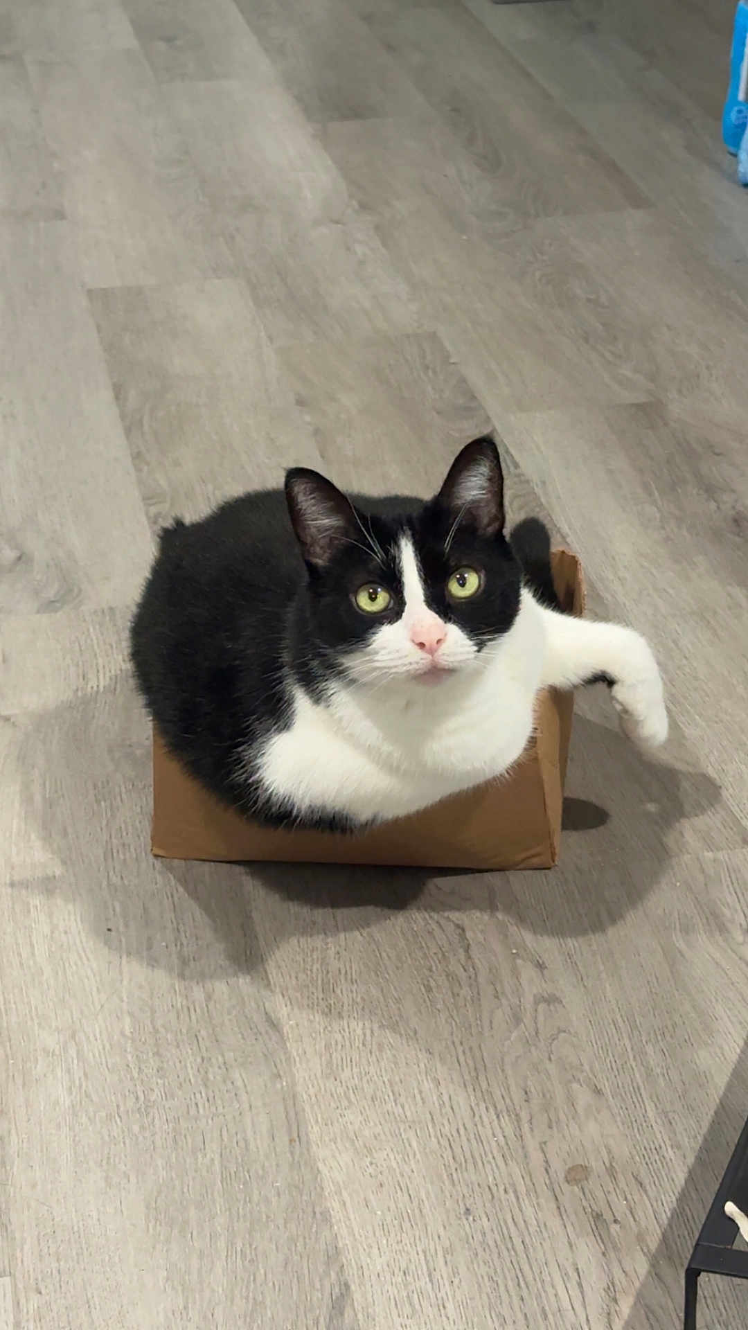 Luke is registered to the contest to win money with this photo: cat, tuxedo_cat, cardboard_box, hardwood_floor, pet, feline, green_eyes, looking_up, sitting, indoor, curious, whiskers, ears, paw, shadow, cute, domestic_animal, animal_portrait, flooring, box_furniture