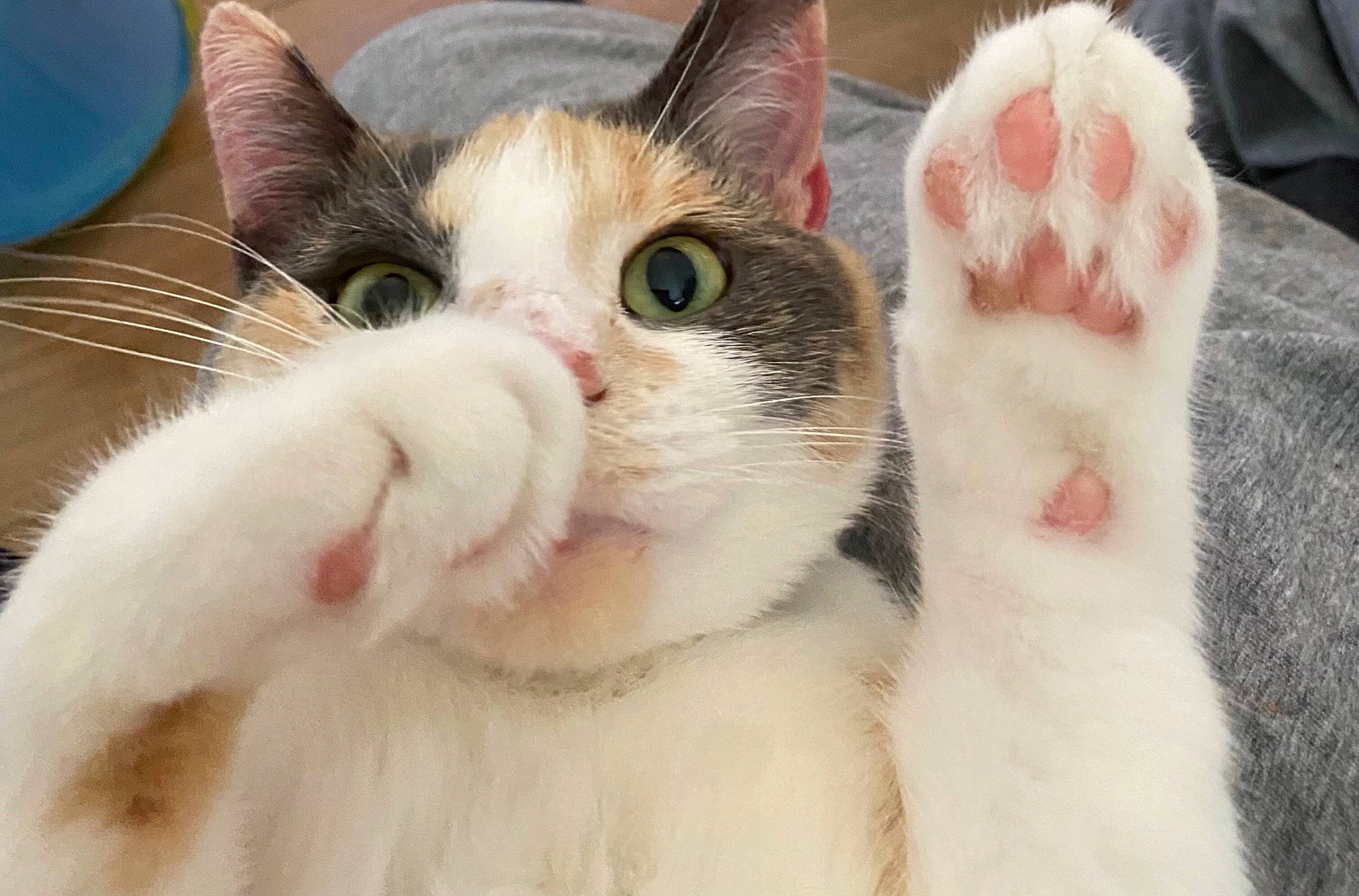 Sierra joined the competition — help win amazing prizes! carnivore, cat, claw, close_up, domestic_short_haired_cat, felidae, fur, paw, small_to_medium_sized_cats, snout, terrestrial_animal, whiskers