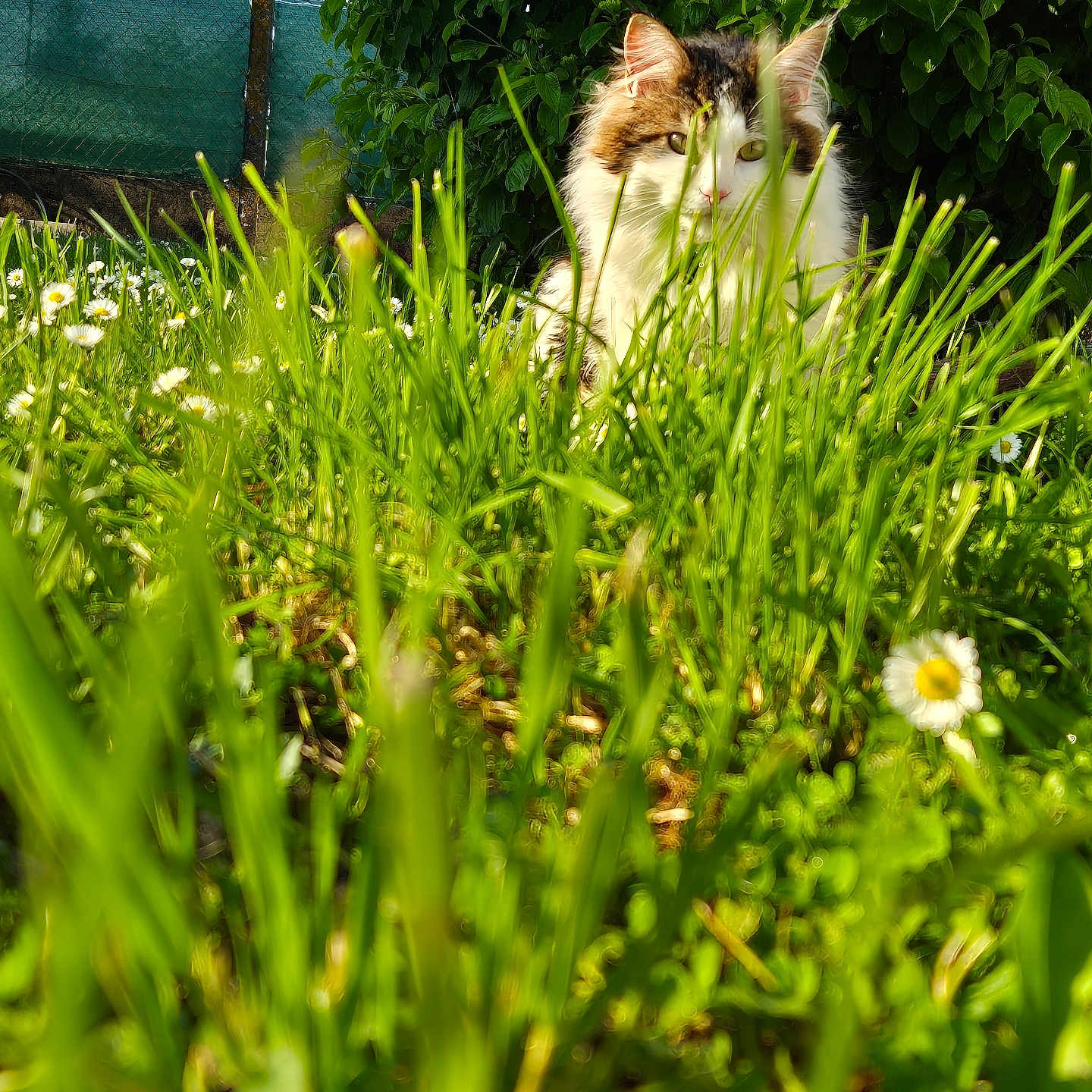 Yoda a rejoint le concours — aidez-le/la à gagner de superbes lots ! animal, cat, daisy, field, flower, garden, grass, grassland, green, herbal, herbs, jar, kitten, lawn, nature, outdoors, pet, plant, pottedplant, vegetation
