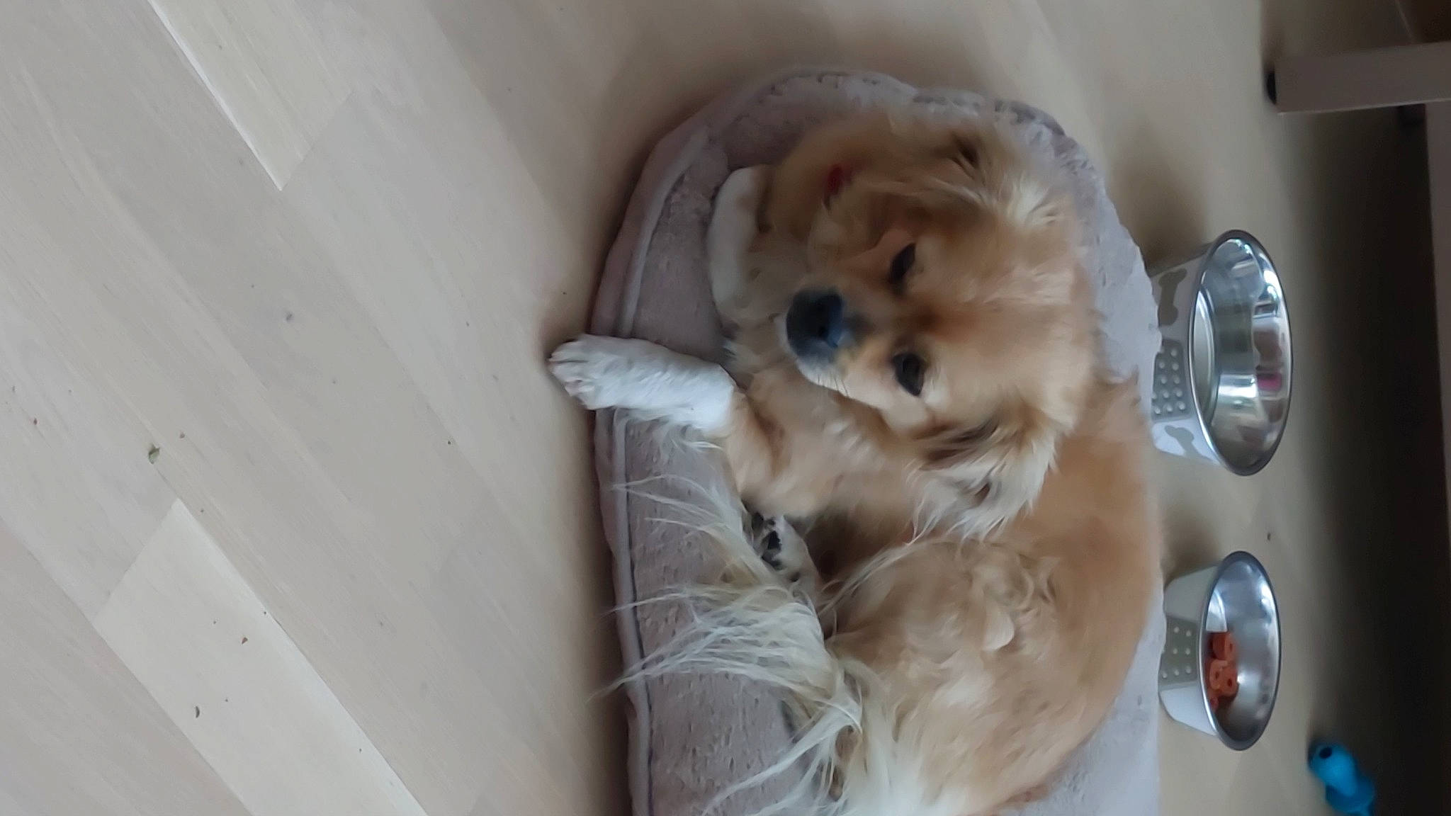 Maya participe au concours pour gagner de l'argent avec cette photo : carnivore, companion_dog, dog, dog_breed, dog_supply, fang, fawn, fur, guard_dog, kitchen_utensil, labrador_retriever, paw, retriever, sporting_group, tableware, tail, toy_dog, watch, whiskers, working_animal