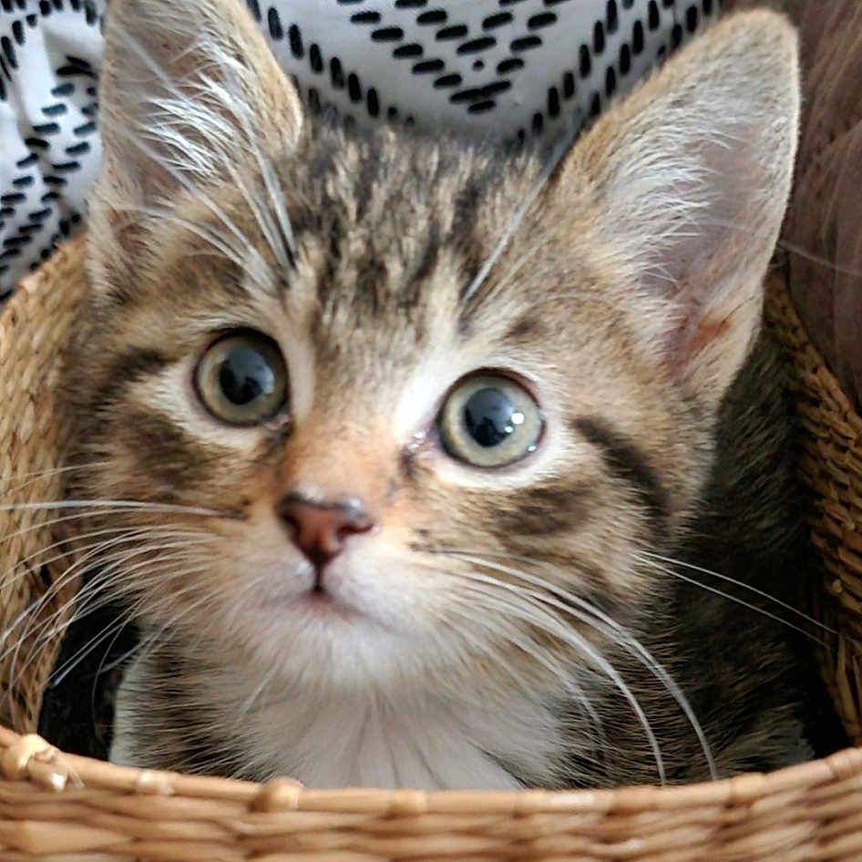 Xéna a rejoint le concours — aidez-le/la à gagner de superbes lots ! abyssinian, animal, basket, cat, cushion, homedecor, kitten, manx, person, pet, text