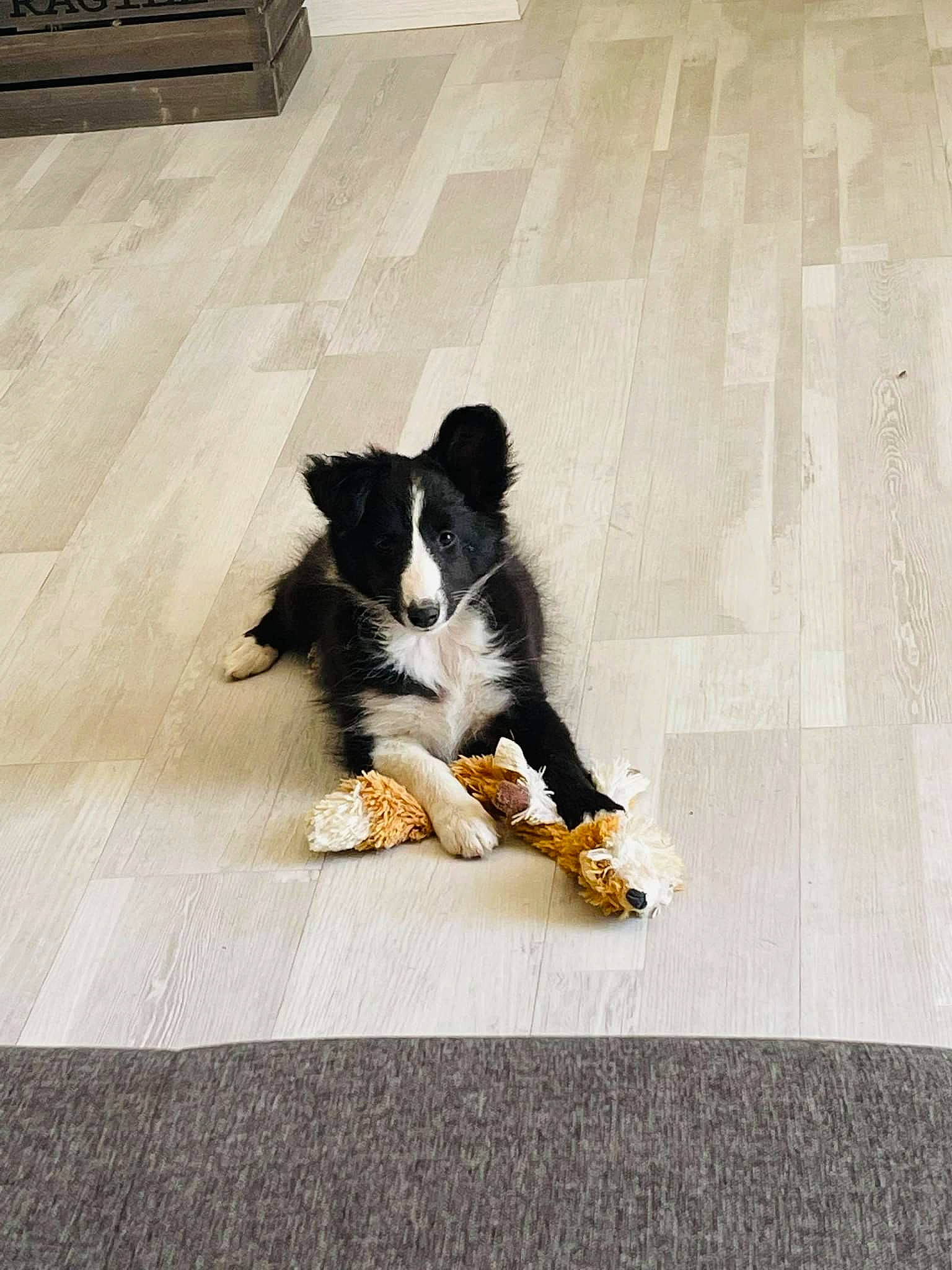 Shadow a rejoint le concours — aidez-le/la à gagner de superbes lots ! border_collie, carnivore, companion_dog, dog, dog_breed, felidae, floor, flooring, fur, hardwood, herding_dog, laminate_flooring, small_to_medium_sized_cats, snout, sporting_group, tail, toy_dog, whiskers, wood, wood_flooring