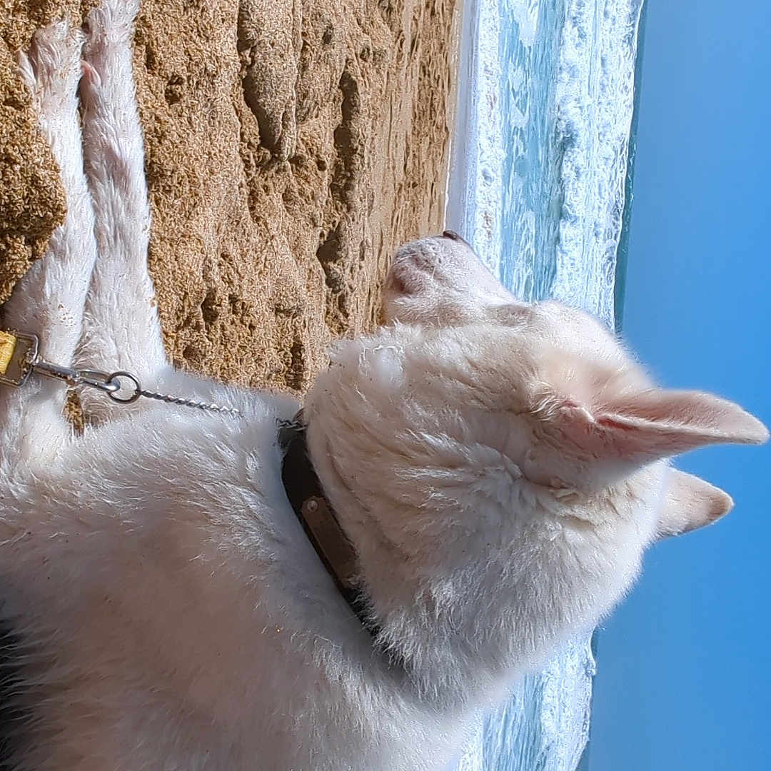 Maverick is registered to the contest to win money with this photo: animal, beach, bird, canine, cat, coast, dog, eskimodog, husky, ice, kitten, nature, outdoors, pet, sea, seawaves, shoreline, snow, water, winter