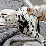 Milo is registered to the contest to win money with this photo: animal, blanket, canine, dalmatian, dog, hound, person, pet, pig, pointer, puppy, sleeping