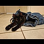 black_cat, cat, denim_bag, bag, floor, tile_floor, indoor, stretching, pet, animal, curious, relaxed, paws, feline, domestic_cat, cozy, casual, hidden, looking, ears