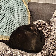 Mia a rejoint le concours — aidez-le/la à gagner de superbes lots ! cat, black_cat, sleeping, curled_up, blanket, couch, crocheted_throw, gray_couch, indoor, pet, cozy, resting, feline, fur, soft_texture, home, relaxation, animal, pattern, comfort