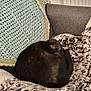 cat, black_cat, sleeping, curled_up, blanket, couch, crocheted_throw, gray_couch, indoor, pet, cozy, resting, feline, fur, soft_texture, home, relaxation, animal, pattern, comfort