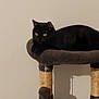 black_cat, cat_tree, cat, pet, animal, indoor, feline, plush, fur, relaxed, perched, toy, scratching_post, cozy, domestic_cat, resting, cute, pet_accessory, home, curious