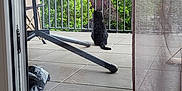 Mia participe au concours pour gagner de l'argent avec cette photo : cat, black_cat, balcony, outdoor, trees, railing, building, glass_door, curtain, floor, tile, chair, furniture, reflection, daylight, window, nature, quiet, still_life, urban