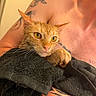 cat, wet_cat, orange_cat, yellow_eyes, towel, tattoo, human_arm, bare_chest, pet, indoor, closeup, fur, whiskers, animal, domestic_animal, holding, expression, skin, tattooed_person, bath_time