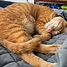 cat, orange_tabby, sleeping, curled_up, blanket, soft_texture, indoor, cozy, pet, feline, resting, quilted, fur, whiskers, pink_nose, tail, paws, television, screen, furniture