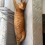 Colby joined the competition — help win amazing prizes! cat, ginger_cat, feline, pet, sleeping, stretched_out, mattress, couch, indoor, resting, collar, striped, fur, animal, cozy, relaxed, home, domestic_animal, side_view, long_body