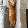 cat, ginger_cat, feline, pet, sleeping, stretched_out, mattress, couch, indoor, resting, collar, striped, fur, animal, cozy, relaxed, home, domestic_animal, side_view, long_body