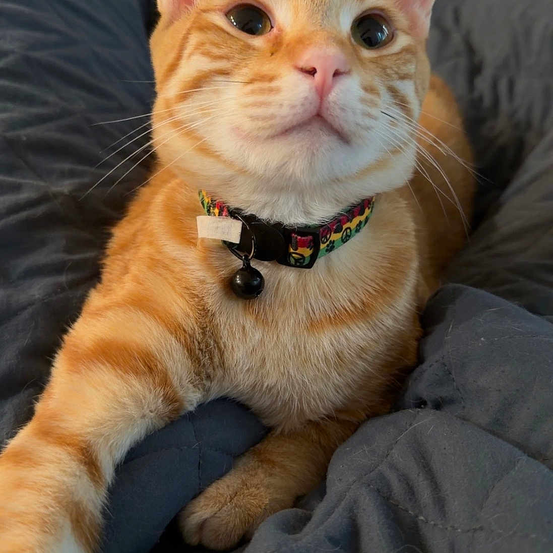 Colby