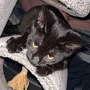 Nora is registered to the contest to win money with this photo: black_cat, kitten, pet, feline, close_up, amber_eyes, whiskers, fur, cat_tree, scratching_post, toy_pom, indoor, cozy, portrait, playing, curious, paw, ears, flash, night_shot