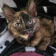 Brownie joined the competition — help win amazing prizes! kitten, tortoiseshell, cat, pet, close_up, fur, whiskers, ears, eyes, cute, curious, blanket, cozy, indoor, animal, mammal, snuggling, soft, young, portrait