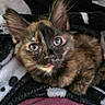 kitten, tortoiseshell, cat, pet, close_up, fur, whiskers, ears, eyes, cute, curious, blanket, cozy, indoor, animal, mammal, snuggling, soft, young, portrait