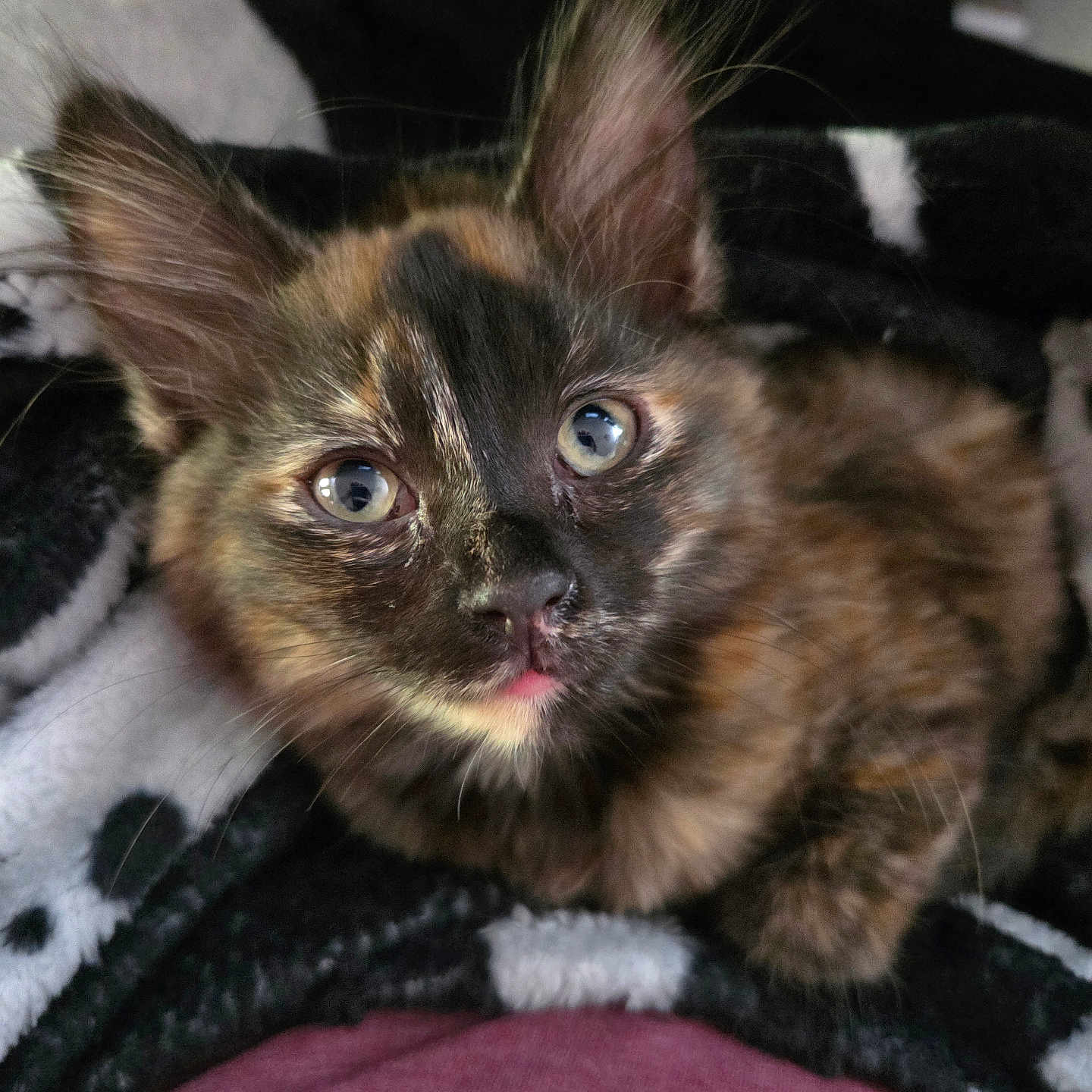 Brownie