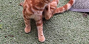 Stitch a rejoint le concours — aidez-le/la à gagner de superbes lots ! animal, artificial_turf, cat, cute, domestic_cat, doormat, feline, fur, ginger_cat, grass, mammal, nature, outdoor, paws, pet, relaxed, scratching, scratching_posture, tail, whiskers
