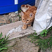 Stitch a rejoint le concours — aidez-le/la à gagner de superbes lots ! alert, animal, blue_tarp, cat, crouching, curious, ears, feline, grass, ground, nature, orange_tabby, outdoor, paws, pet, plant, side_view, stone, whiskers, young_cat