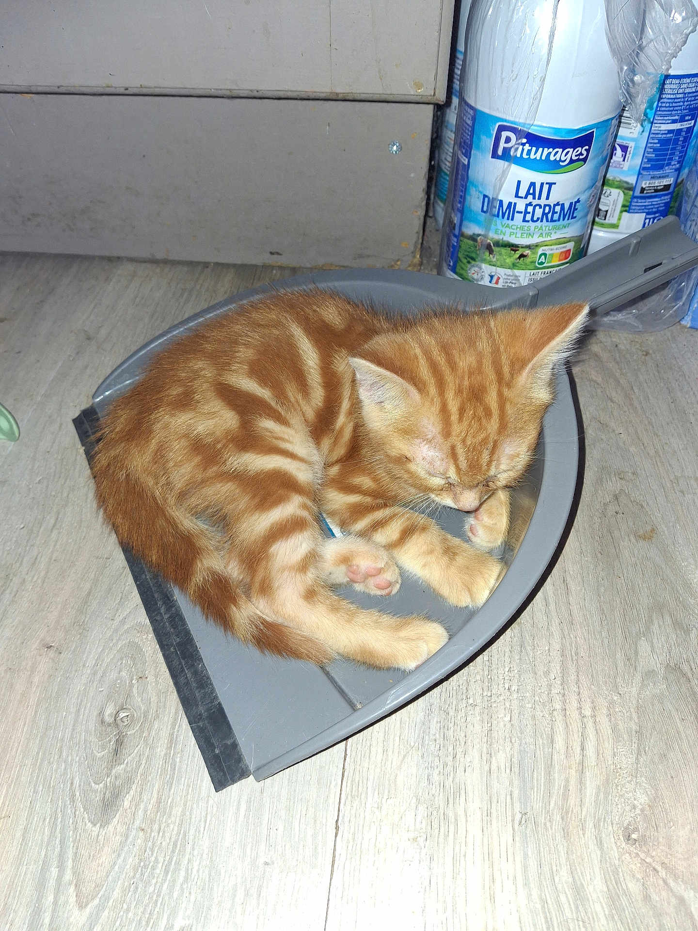 Stitch participe au concours pour gagner de l'argent avec cette photo : animal, cozy, curled_up, cute, domestic_cat, dustpan, floor, fur, household, indoor, kitten, milk_bottle, orange_tabby, paw, pet, resting, sleeping, small, whiskers, wooden_floor