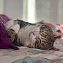Titoune participe au concours pour gagner de l'argent avec cette photo : cat, tabby, sleeping, bed, pillow, indoor, pet, feline, closeup, cozy, relaxed, whiskers, fur, resting, animal, domestic, soft_light, peaceful, cute, nap