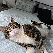 Titoune participe au concours pour gagner de l'argent avec cette photo : cat, tabby_cat, pet, animal, bed, bedding, pillow, indoor, resting, feline, whiskers, fur, relaxed, looking_at_camera, striped, white_paws, home, cozy, sleepy, domestic_cat
