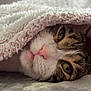 Titoune a rejoint le concours — aidez-le/la à gagner de superbes lots ! cat, blanket, cozy, sleepy, closeup, fur, nose, whiskers, green_eyes, indoor, soft_texture, cute, pet, resting, comfort, snug, animal, mammal, relaxation, warm