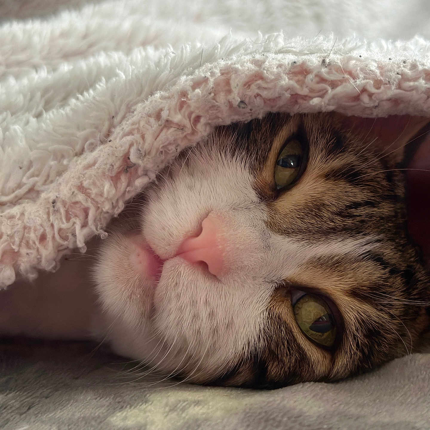Titoune a rejoint le concours — aidez-le/la à gagner de superbes lots ! animal, blanket, cat, closeup, comfort, cozy, cute, fur, green_eyes, indoor, mammal, nose, pet, relaxation, resting, sleepy, snug, soft_texture, warm, whiskers