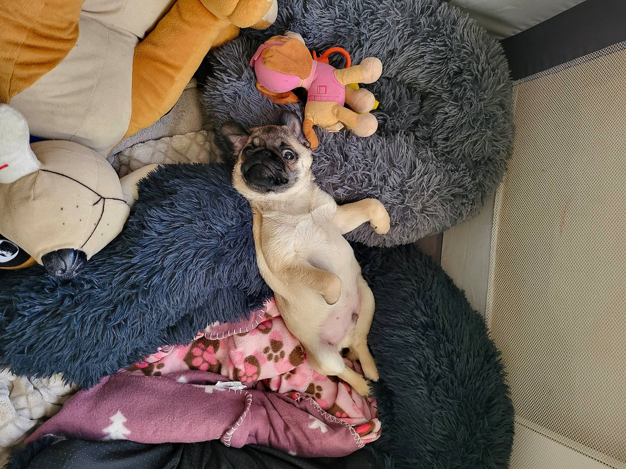 Rex participe au concours pour gagner de l'argent avec cette photo : canidae, carnivore, comfort, companion_dog, dog, dog_breed, fawn, felidae, fur, linens, nap, paw, plush, small_to_medium_sized_cats, sporting_group, stuffed_toy, tail, toy, toy_dog, wool