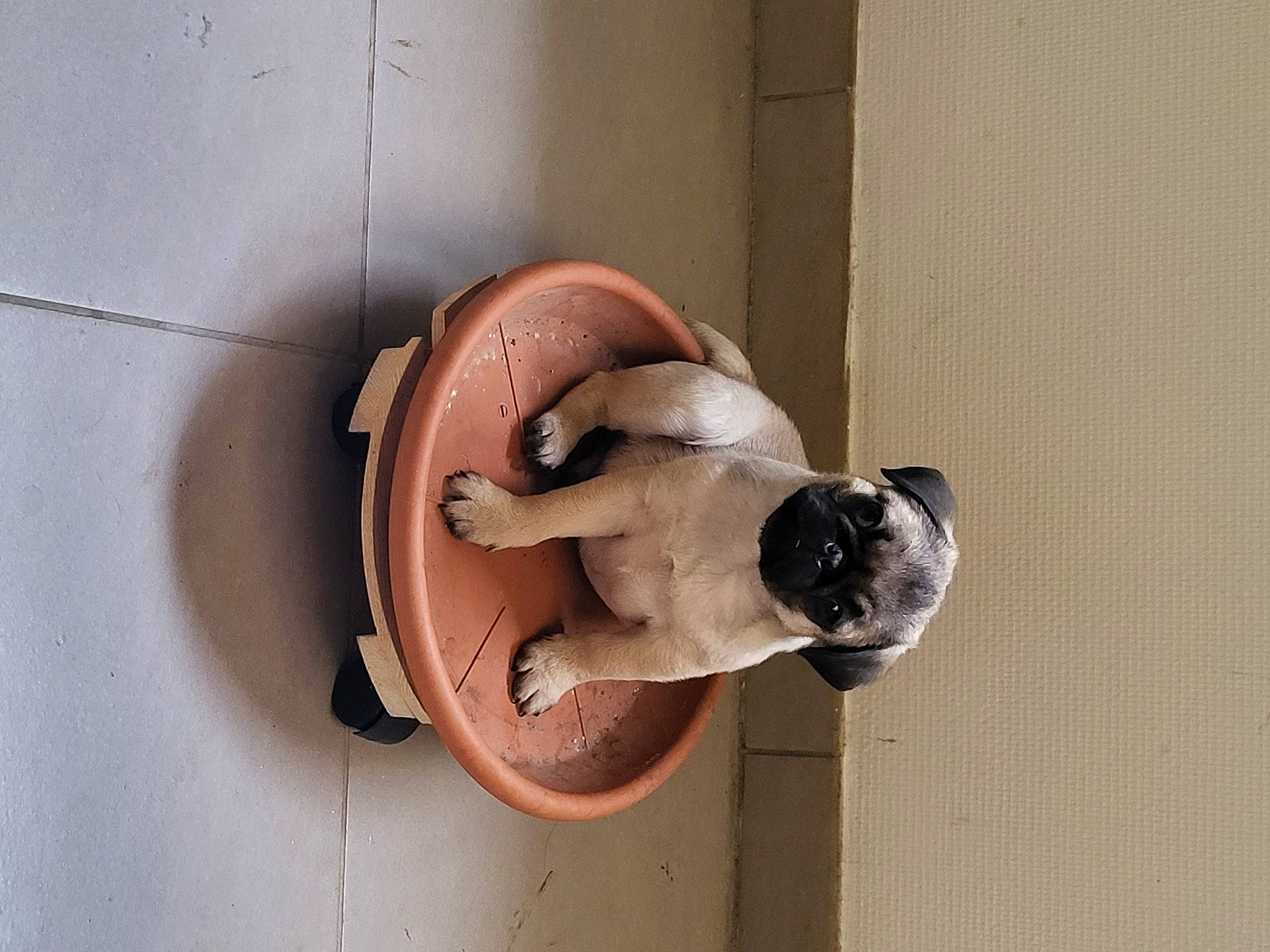 Rex a rejoint le concours — aidez-le/la à gagner de superbes lots ! arm, art, circle, door, door_handle, door_knocker, elbow, home_door, latch, leg, lock, metal, sculpture, snout, visual_arts, window, wire, wood, wrist