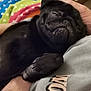dog, pug, black_dog, pet, sleepy, resting, human_arm, blanket, colorful, indoor, cozy, closeup, cute, animal, companion, relaxing, soft, paw, face, fur