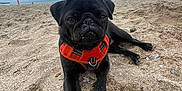 Perle participe au concours pour gagner de l'argent avec cette photo : dog, pug, black_dog, orange_harness, beach, sand, sea, cloudy_sky, outdoor, animal, pet, canine, relaxing, closeup, paw, snout, nature, summer, vacation, playful