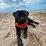 dog, pug, black_dog, orange_harness, beach, sand, sea, cloudy_sky, outdoor, animal, pet, canine, relaxing, closeup, paw, snout, nature, summer, vacation, playful