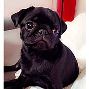 Perle participe au concours pour gagner de l'argent avec cette photo : dog, pug, puppy, black_dog, pet, animal, cute, indoors, blanket, furniture, red_cabinet, cozy, small_dog, portrait, sitting, looking, fur, face, eyes, nose