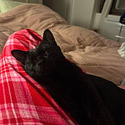 Miguêlle a rejoint le concours — aidez-le/la à gagner de superbes lots ! bed, black_cat, blanket, cat, comfort, cozy, feline, home, indoor, legs, pajamas, pet, plaid, quiet, red, relaxation, resting, sleeping, soft, warm