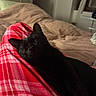 bed, black_cat, blanket, cat, comfort, cozy, feline, home, indoor, legs, pajamas, pet, plaid, quiet, red, relaxation, resting, sleeping, soft, warm