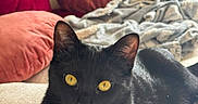 Miguêlle participe au concours pour gagner de l'argent avec cette photo : black_cat, cat, pet, indoor, cozy, blanket, pillow, yellow_eyes, feline, relaxed, fur, whiskers, soft, comfort, home, resting, animal, cute, domestic_cat, closeup