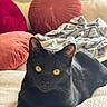 black_cat, cat, pet, indoor, cozy, blanket, pillow, yellow_eyes, feline, relaxed, fur, whiskers, soft, comfort, home, resting, animal, cute, domestic_cat, closeup