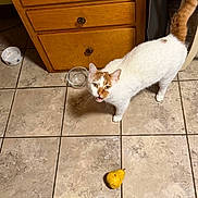 Mando joined the competition — help win amazing prizes! animal, cat, curious, domestic_cat, feline, floor_tile, food_bowl, household, indoor, kitchen, looking_up, meowing, orange_cat, orange_tail, pear, pet, tile_floor, water_bowl, white_cat, wooden_cabinet