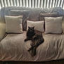 animal, cat, comfort, couch, cozy, domestic_cat, feline, fluffy, furniture, gray_cat, home, household, indoor, living_room, pet, pillows, relaxed, resting, soft_light, window_blinds