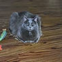 animal, cat, closeup, domestic_cat, ears, expression, face, feline, fish_toy, floor, fur, gray_cat, household, indoor, pet, sitting, toy, unimpressed, whiskers, wooden_floor