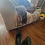 animal, blanket, brown_pillow, cat, couch, cozy, dog, floor, furniture, home_interior, indoor, living_room, pet, pet_bed, pineapple_shape, relaxation, sleeping_dog, slippers, upside_down_cat, wooden_floor