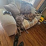 blanket, casual, cat, cozy, crocs, fluffy, furniture, game_controller, home_interior, indoor, living_room, pet, pet_bed, pillows, relaxed, sleeping_cat, sofa, toys, window_blinds, wood_floor