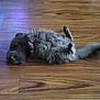 animal, cat, cozy, cute, domestic_animal, feline, flooring, fluffy, fur, gray_cat, indoor, lying_down, mammal, pet, playful, relaxed, resting, tail, whiskers, wooden_floor