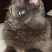 Beerus Serrano is registered to the contest to win money with this photo: animal, cat, closeup, curious, cute, domestic_cat, feline, fluffy_fur, gray_cat, indoor, mammal, pet, portrait, relaxed, resting, side_view, sleepy, soft_blanket, whiskers, yellow_eyes